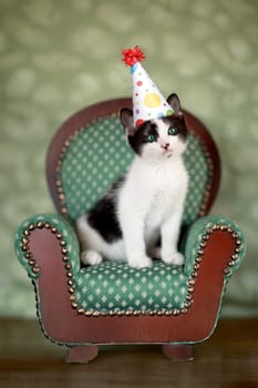 Cute Kitten in a Chair With Birthday Party Hat