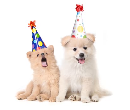 Funny Puppies Celebrating a Birthday Wearing Silly Hats on White