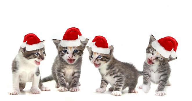  Singing Christmas Kittens Wearing Red Hat on White