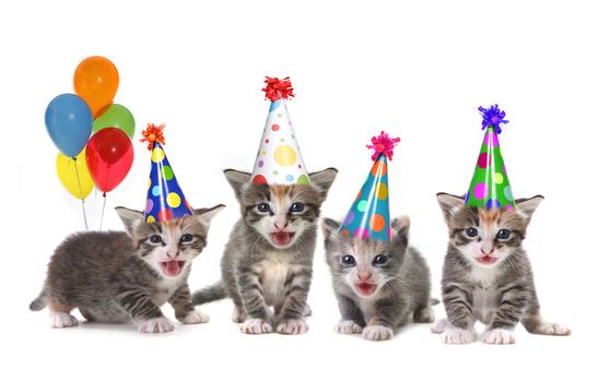 Singing Kittens on a White Background With Birthday Hats and Balloons