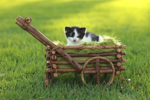 Adorable Baby Kitten Outdoors in Grass