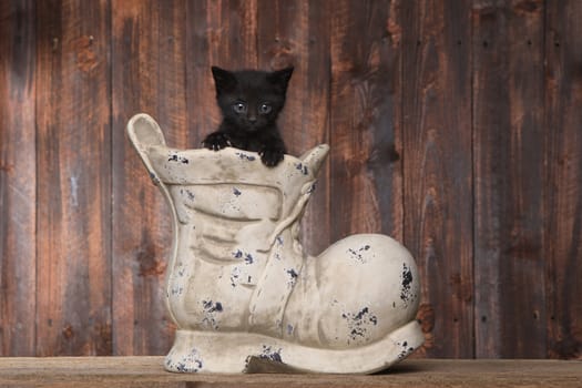 Cute Kitten in an Old Boot Shoe On Wood Background