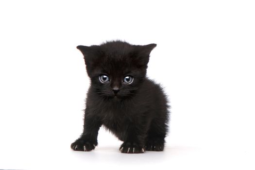 One Black Kitten on White Background With Big Eyes