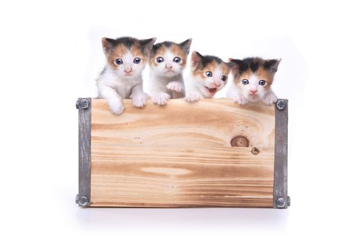 Adorable Box of 3 week old Baby Kittens Waiting to be Adopted