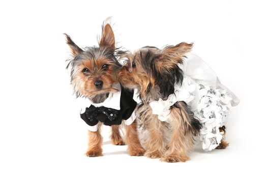 Bridal Couple Yorkshire Terrier Puppies on White Background