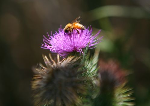 Bumble Bee on a Purple Flower With High DOF