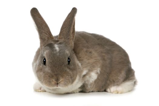 Grey Easter Rabbit Bunny Isolated on White