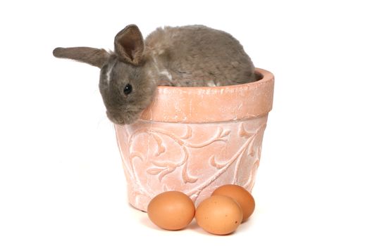 Grey Easter Rabbit Bunny Looking Down Isolated on White