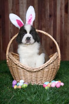 Saint Bernard Puppy Wearing Bunny Ears