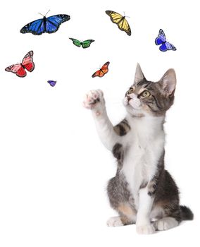 Playful Kitten Batting at Butterflies Flying Around