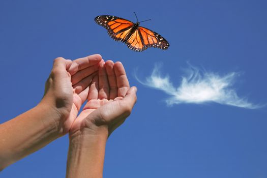 Monarch Butterfly Released into Nature With Hands Showing