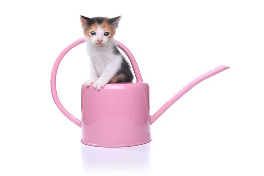 Adorable 3 week old Baby Kitten in a Garden Watering Can