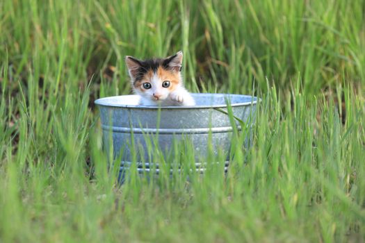 Adorable Kitten Outdoors in Green Tall Grass on a Sunny Day