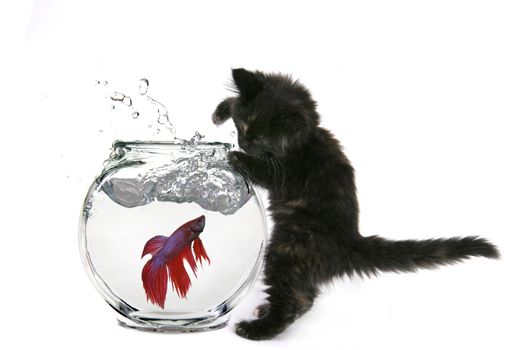 Black Cat Trying to Catch Beta Fish