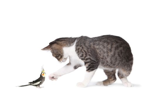 Image of tabby cat and cockatiel looking at each other, full length viewable and in profile. Horizontally framed shot.