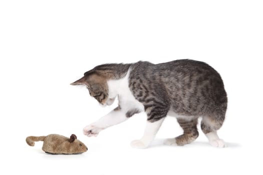 Cat and Fake Mouse on White Background