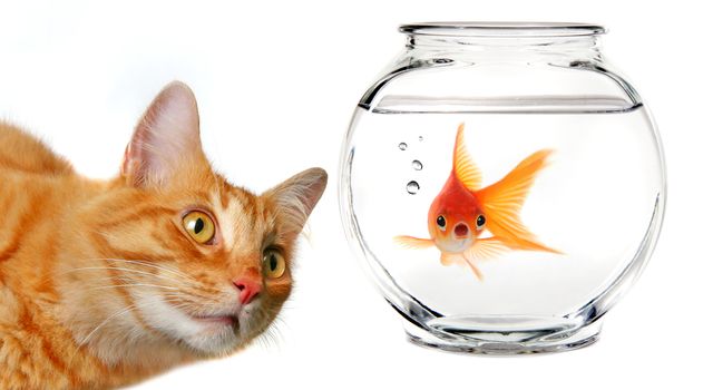 Calico Cat Watching a Gold Fish  in a Fishbowl