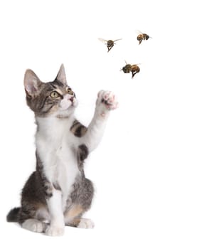 Humorous Little Cat Catching Bees on White Background