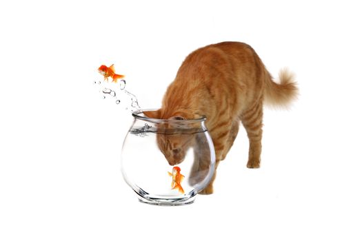 Sneaky Cat With His Head Inside a Fish Bowl on White Background