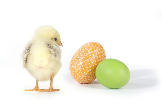 Easter Themed Image With Baby Chicks and Eggs