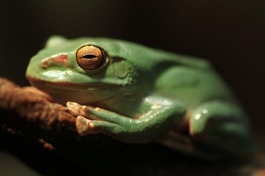 A Chinese Gliding Frog Sitting on a Branch With Extreme Depth of Field