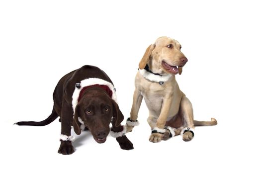 Happy Funny Chocolate and Yellow Lab Puppies Wearing Christmas Bells on White Background