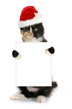 Turtle Shell Kitten Holding Blank Sign Wearing Christmas Hat