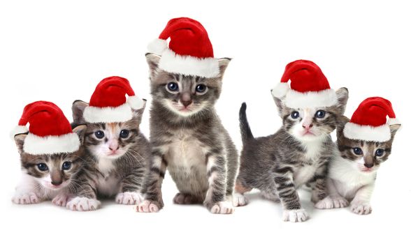 Adorable Christmas Kittens Wearing Red Hat on White