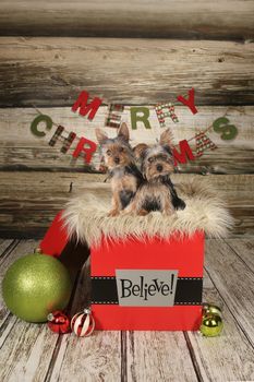 Yorkie Puppies on a Christmas Themed Background