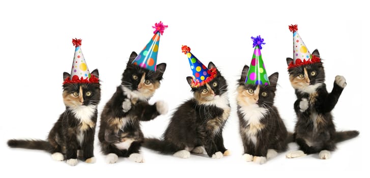 Kittens on a White Background With Birthday Hats