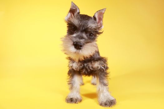 Cute Little Minuature Schnauzer Puppy Dog