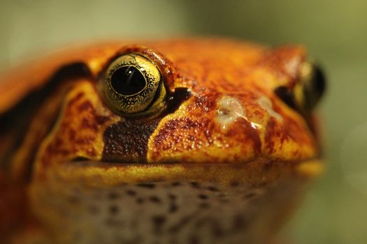 Closeup of a Tomato Frog Dyscophus Guineti Face