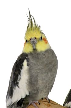 Cockatiel Bird on White Background