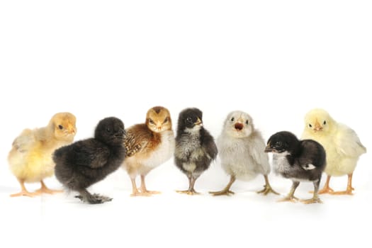 Multiple Baby Chick Chickens Lined Up on White