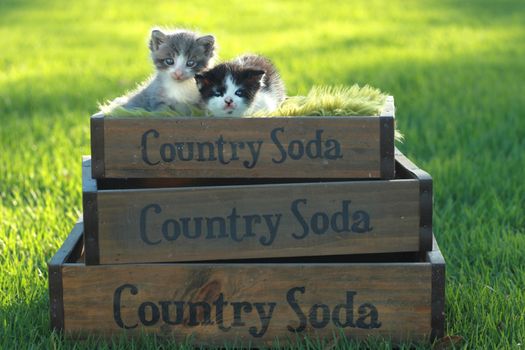 Cute Little Kittens Outdoors in Natural Light