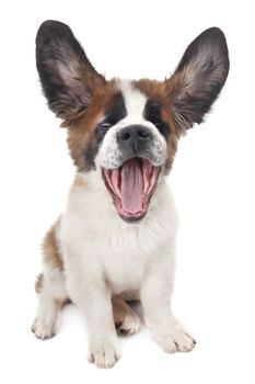 Saint Bernard With Ears up and Mouth Open on White Background