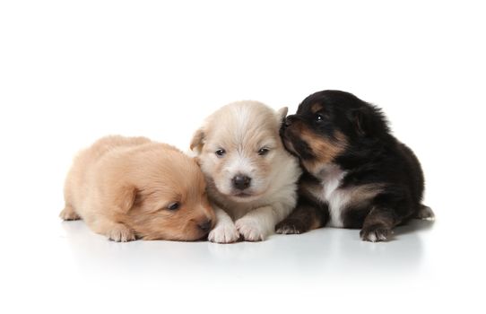 Three Sweet and Cuddly Pomeranian Newborn Puppies