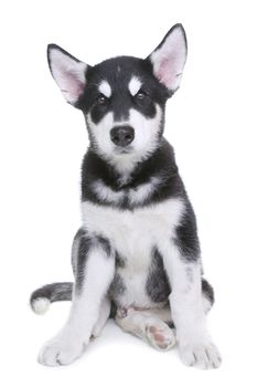 Adorable Alaskan Malamute Puppy on White Background in Studio