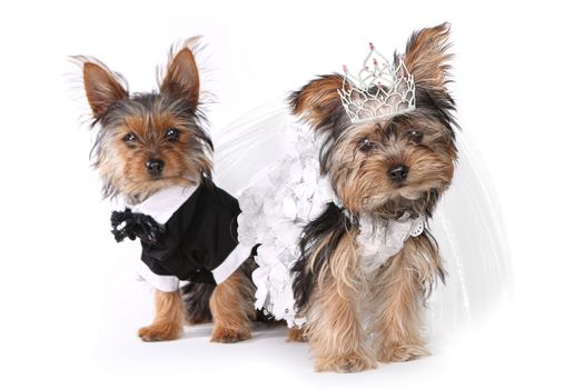 Bridal Couple Yorkshire Terrier Puppies on White Background