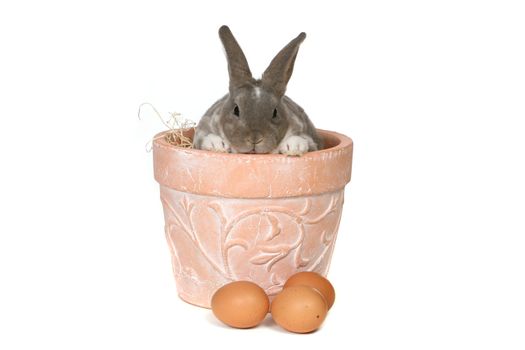 Grey Easter Rabbit Bunny in Pot Isolated on White