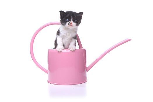 Adorable 3 week old Baby Kitten in a Garden Watering Can