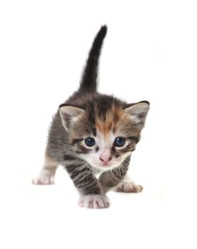 Adorable Cute Kitten on a White Background