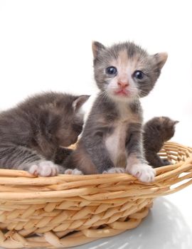 Adorable Cute Kittens on White Background