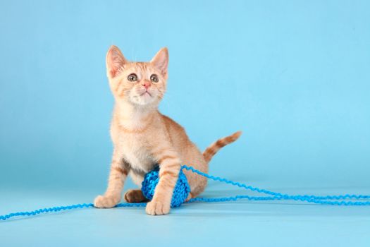 Adorable Little Baby Orange Tabby Kitten in Studio