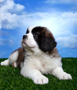 Cute and Adorable Saint Bernard Pups 