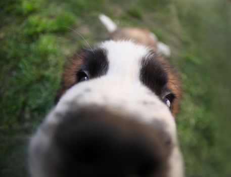 Sniffing Saint Bernard Puppy Close Up and Distorted Outdoors in the Grass