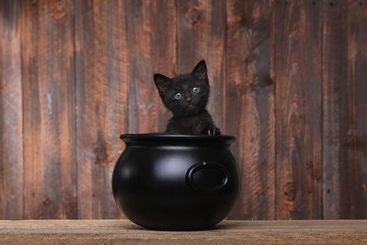 Cute Kitten in Halloween Cauldron on Wood Background