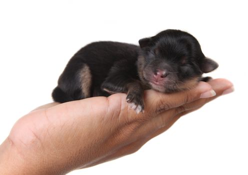 Cute Black Puppy Sleeping in a Human Hand on White