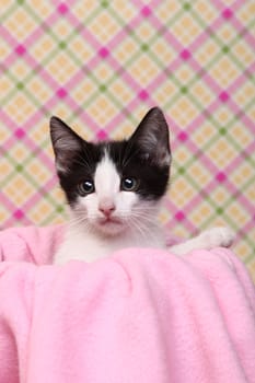 Sweet Kitten on a Pink Soft Background