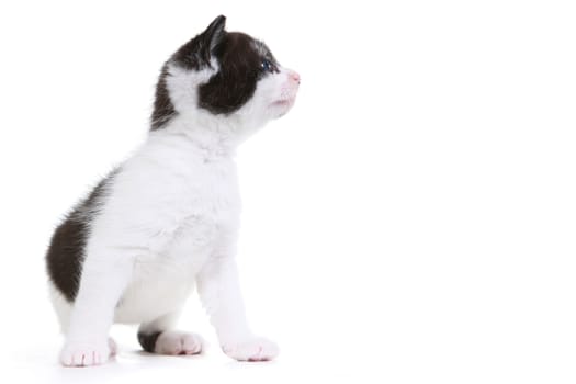 Cute Little Kitten Portrait in Studio on White Background